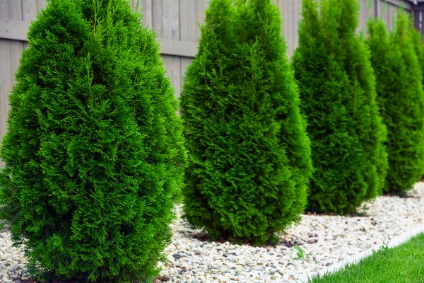 Arborvitae Planting in Mount Vernon