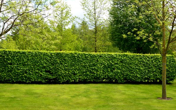 Hedge Planting in Mount Vernon