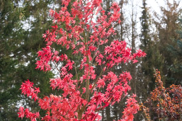Japanese Maple Planting in Mount Vernon