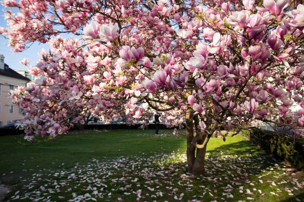 Magnolia Tree Planting in Mount Vernon