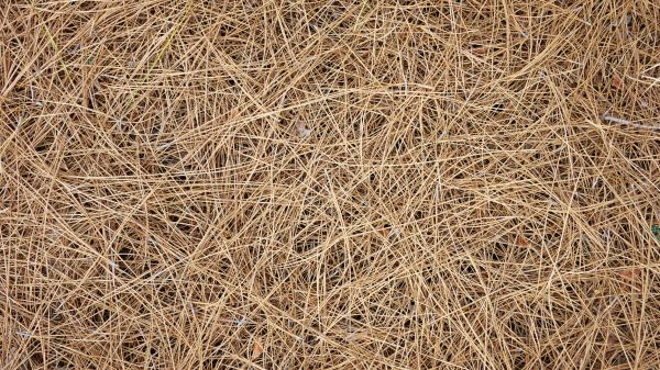 Pine Needles Delivery in Mount Vernon