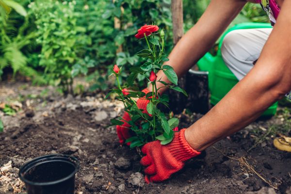 Planting Service in Mount Vernon