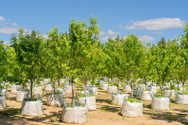 Tree Planting Service in Mount Vernon