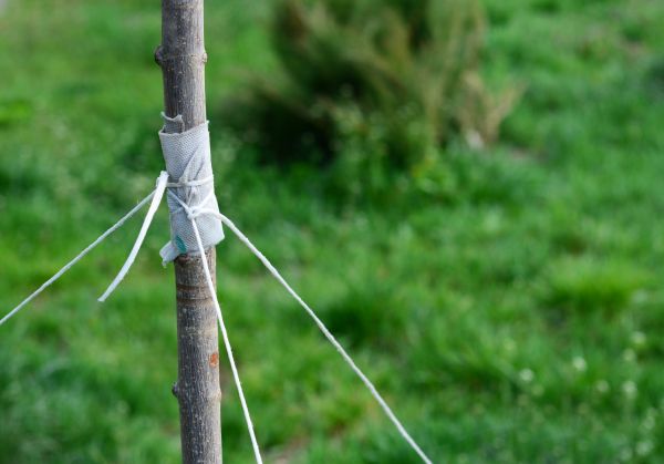 Tree Staking Service in Mount Vernon