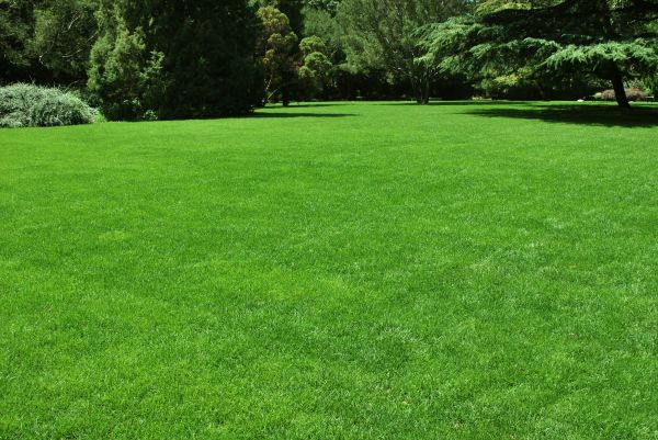 Lawn Landscaping in Mount Vernon