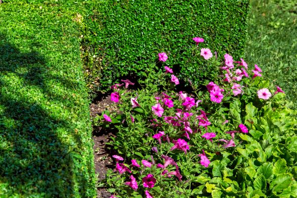 Softscaping Service in Mount Vernon