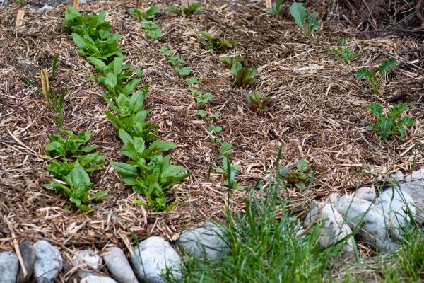 Mulch Service in Mount Vernon