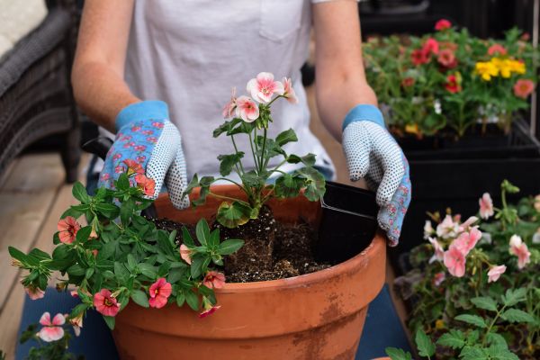 Plant Care Service in Mount Vernon