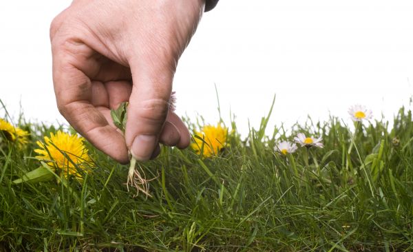 Lawn Weeding in Mount Vernon