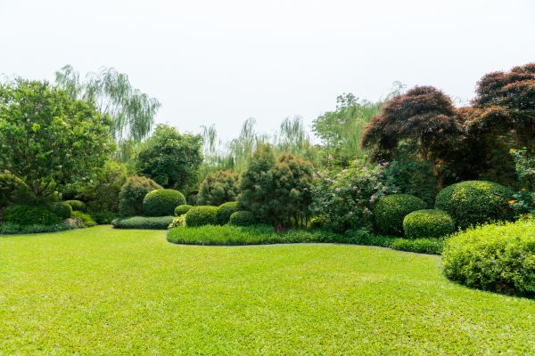 Tree Landscaping in Mount Vernon