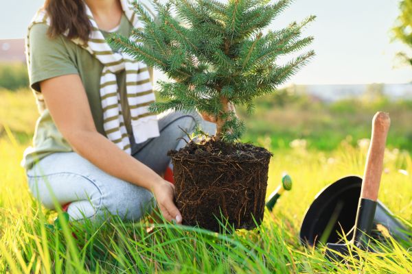 Spruce Tree Planting in Mount Vernon