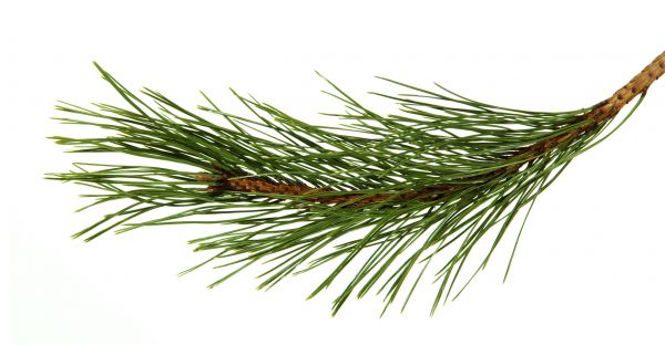 Pine Needles Installation in Mount Vernon