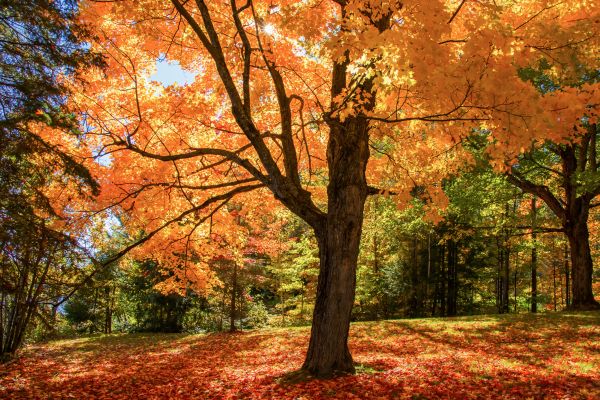 Maple Tree Planting in Mount Vernon