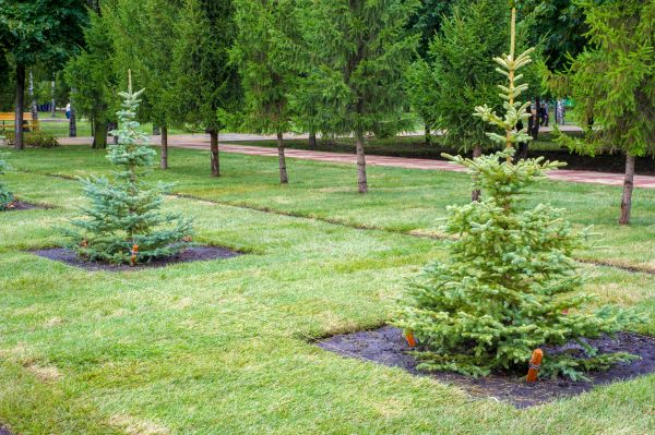 Privacy Trees Planting in Mount Vernon