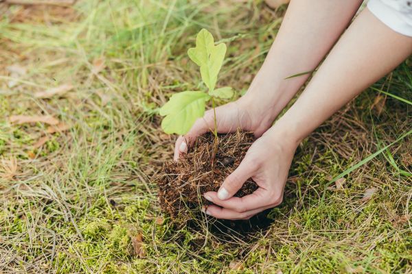 Oak Tree Planting in Mount Vernon