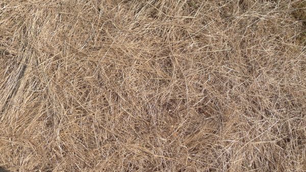 Pine Straw Replacement in Mount Vernon