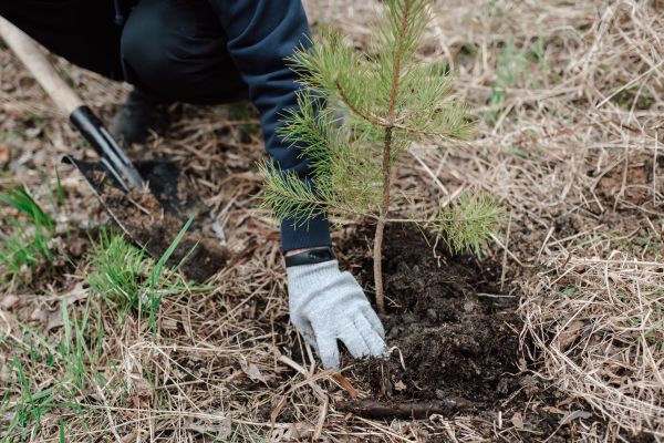 Pine Tree Planting in Mount Vernon