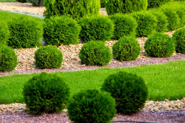 Bush Replacement in Mount Vernon