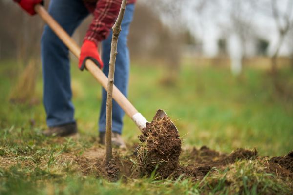 Trees Planting in Mount Vernon