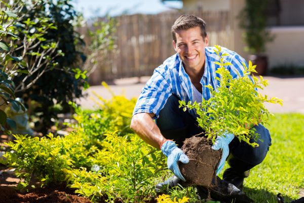 Shrub Landscaping in Mount Vernon