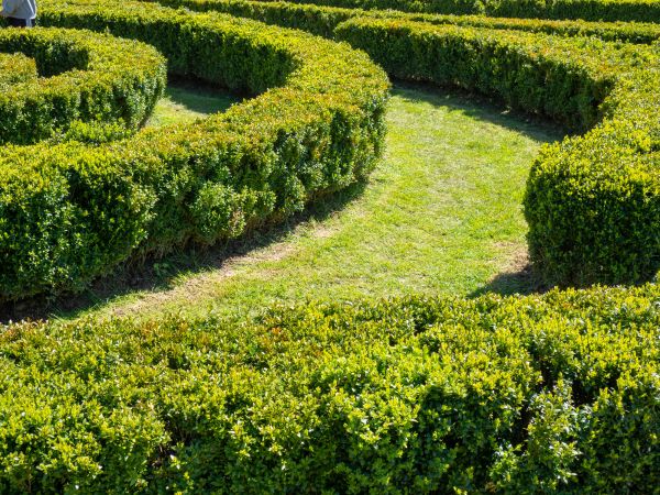 Bush Landscaping in Mount Vernon