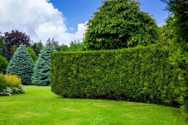 Hedge Landscaping in Mount Vernon