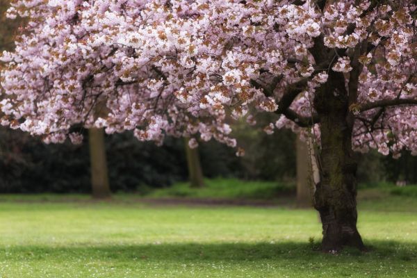 Cherry Tree Planting in Mount Vernon