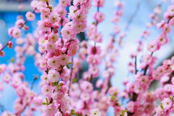 Japanese Cherry Tree Planting in Mount Vernon
