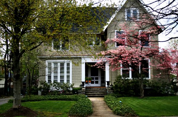 Ornamental Tree Planting in Mount Vernon