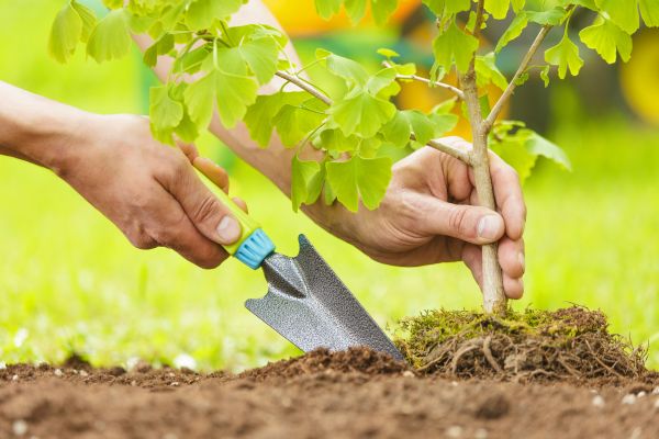 Fruit Tree Planting in Mount Vernon