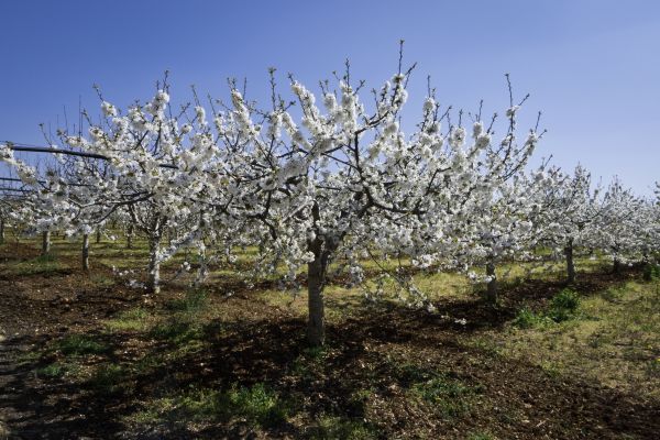 Orchard Planting in Mount Vernon