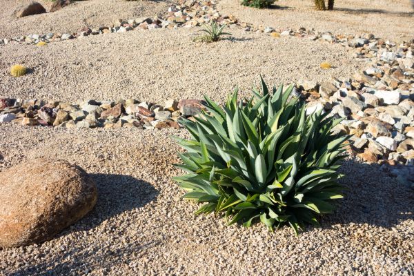Xeriscaping Service in Mount Vernon