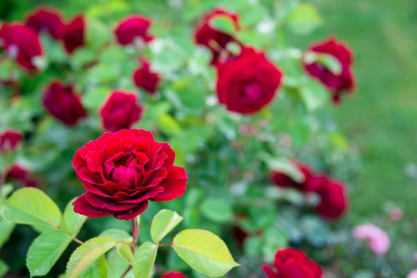 Rose Planting in Mount Vernon