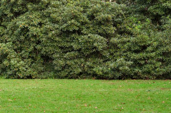 Privacy Hedge Planting in Mount Vernon