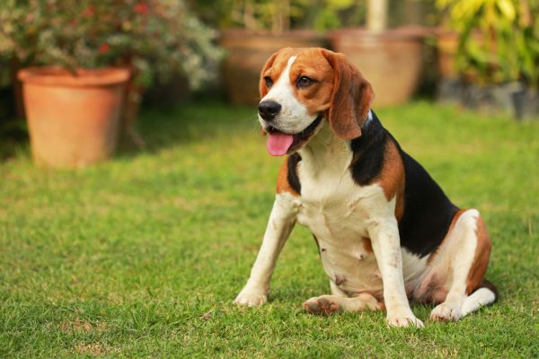 Dog Friendly Landscaping in Mount Vernon