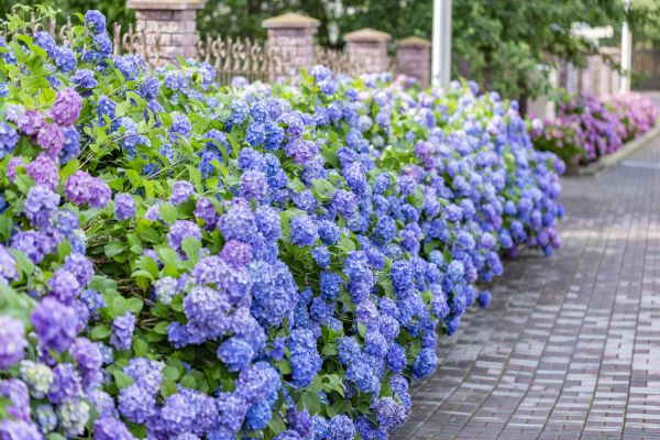 Hydrangea Landscaping in Mount Vernon