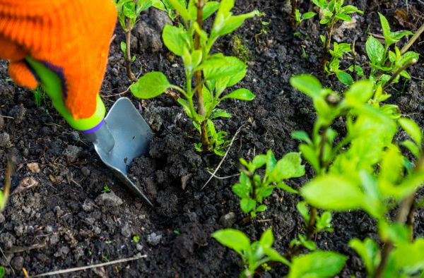 Hydrangea Planting in Mount Vernon