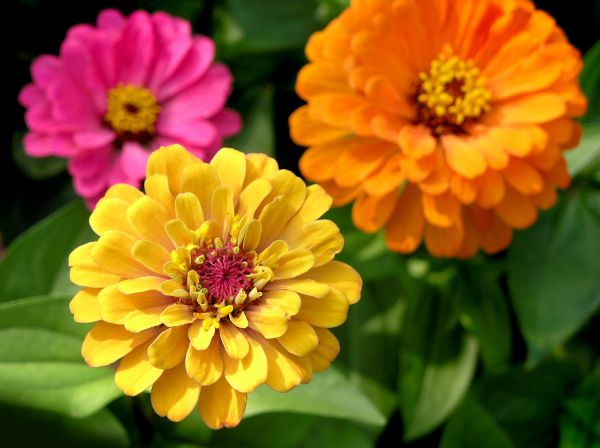 Zinnia Planting in Mount Vernon