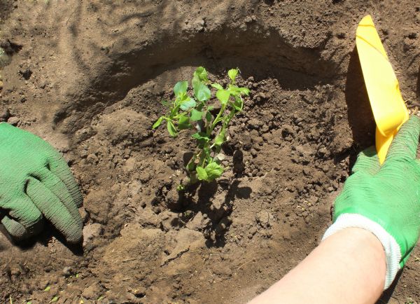Rose Bush Planting in Mount Vernon