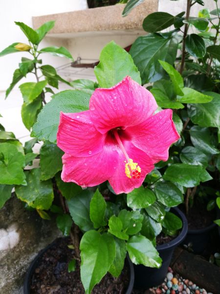 Hibiscus Planting in Mount Vernon
