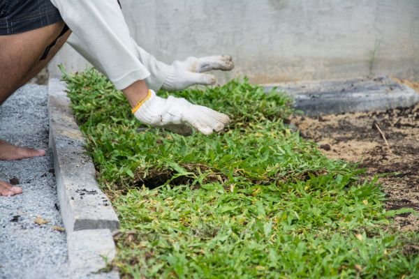 Ground Cover Planting in Mount Vernon