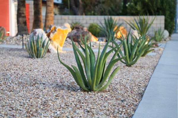 Drought Resistant Landscaping in Mount Vernon