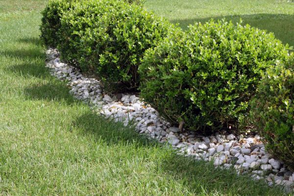 Boxwood Planting in Mount Vernon