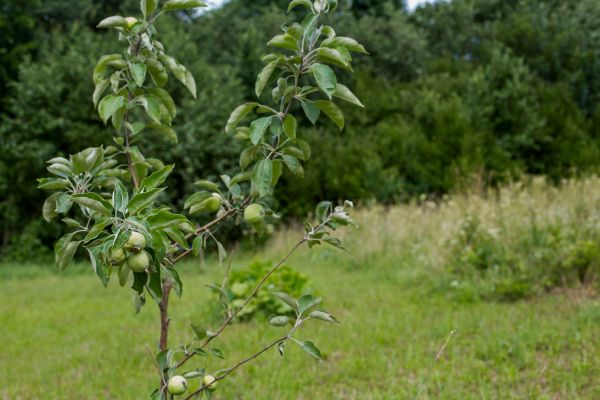 Apple Tree Planting in Mount Vernon
