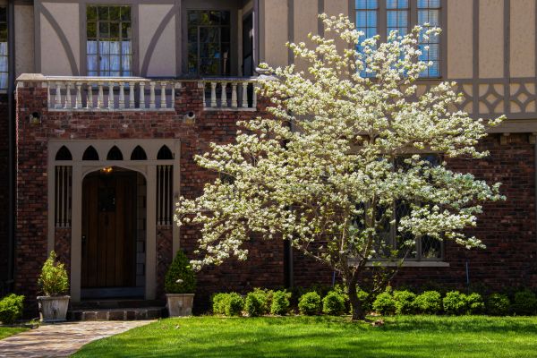 Dogwood Tree Planting in Mount Vernon