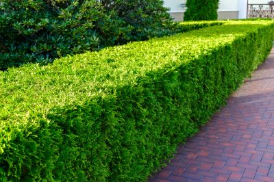 Hedge Landscaping